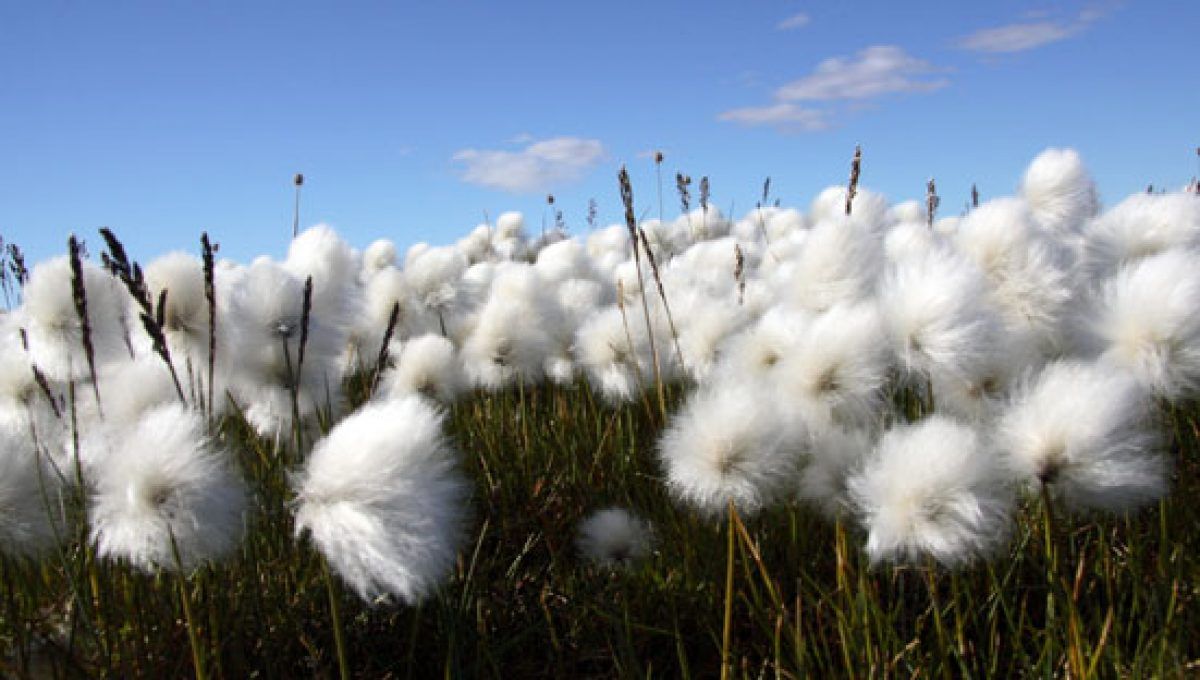 Why Organic Bamboo & Cotton? Why Organic Bamboo & Cotton?