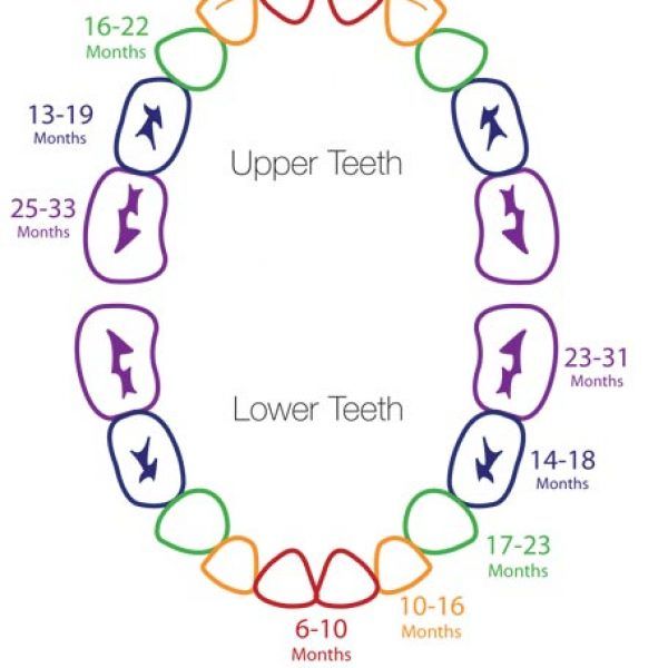 baby teething chart and ages